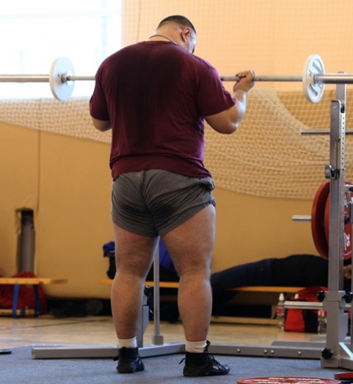 superbears:  PERFECT BULL ASS.. SWEATY, MUSTY, BIG BEEFY