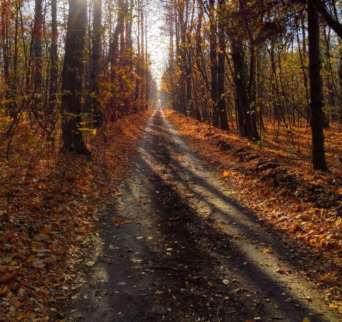 search-bonsoni-on-google:  golden autumn by Roman S http://ift.tt/1lU3z5I via Bonsoni
