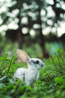 dakotaangel:  Wild Forest Bunny (Source)