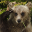 usurp-me-ursine