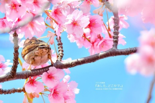 tokyo-sparrows: ‪さくらとちゅんチリと春の空‬ ‪.‬ 本屋さんでは売ってない. #スズメ写真集『あした、どこかで。１,２,３』 Webで好評発売中 詳しくは→
