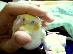 マ