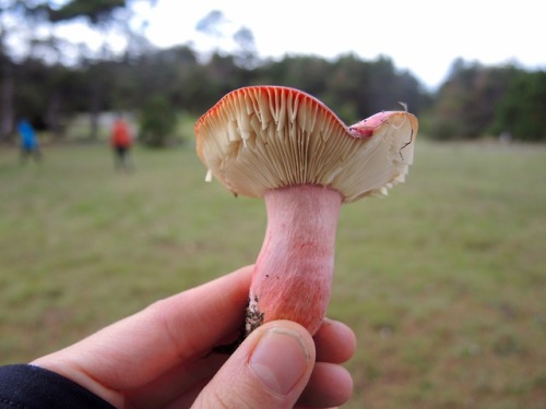 Russula sanguinea