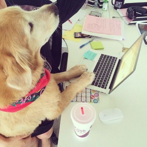 Work is going to the dogs today.It’s “Take Your Dog To Work Day.”(Photos: @yourtake)