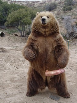 Oh Shit! It’s That Bear From “The Revenant”! Nice Dong, Bear!