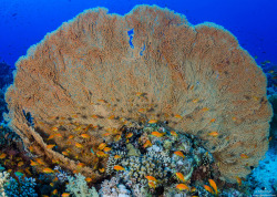 lifeunderthewaves:  Big Sea Fan ( Red Sea