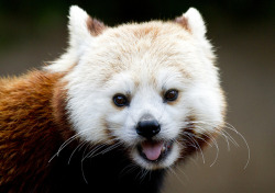 sdzoo:  Happy Red Panda by Nathan Rupert