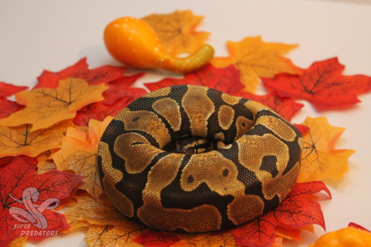 superpredatorsexoticreptiles:  Female Enchi Ball Python She wasn’t feeling very