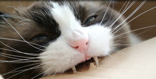 catsuggest:cronch time