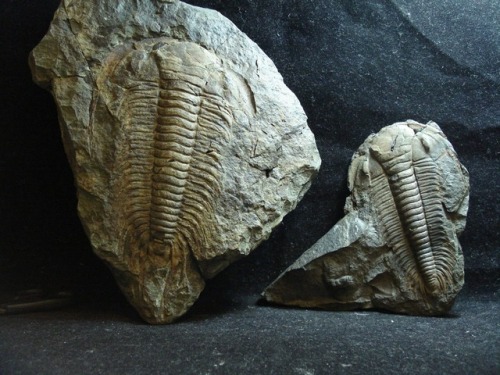 amnhnyc:It’s time for Trilobite Tuesday! Back in the early Paleozoic trilobites filled the oceans, i