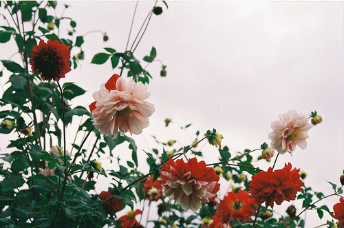 justasimplefeeling:♡ more like this ? ♡(follow back similar blogs) 