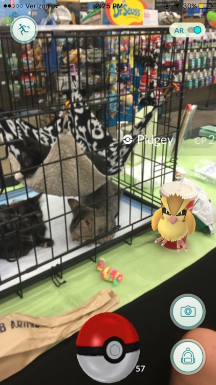 Had a very daring pidgey come visit the kitten adoption booth I was volunteering at! Bird was captur