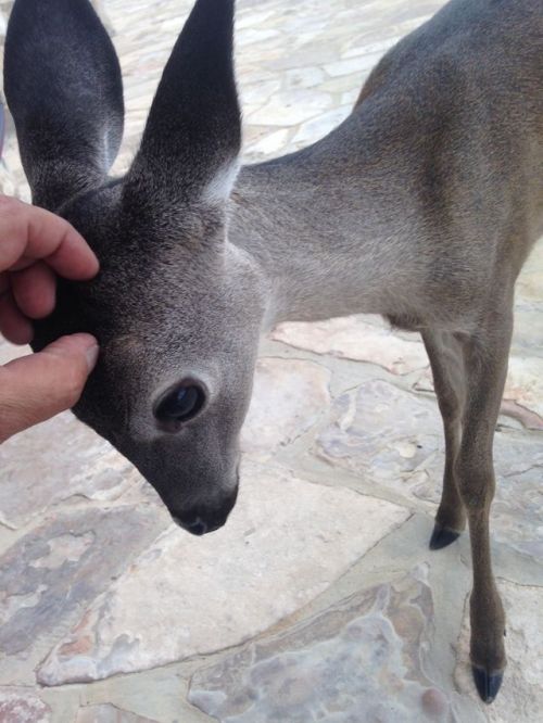 ecmajor:  lesless:  My dad works on a huge property for a man with a rescued baby deer who just lost his spots & really likes scratches.   Wow, this deer has like the nicest coatalso the cutest huge orby eyes, but that’s a given