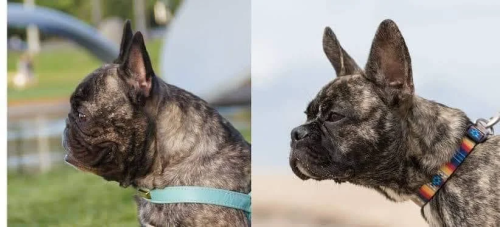 Breeder in the Netherlands has been working to make the French Bulldog a “healthier” bre