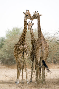 mistymorningme:  Girafes 01 by servale 