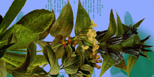 Atlas de la flore alpine (1899)