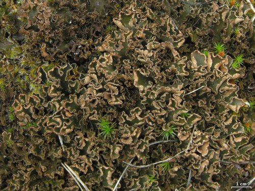 Peltigera malaceaMat felt lichenPeltigera lichens, commonly called dog lichens or felt lichens, vary