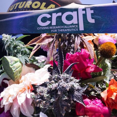 Craft Citizens Research Alliance for Therapeutics lovely #bud arrangements for #cannabiscup (at High