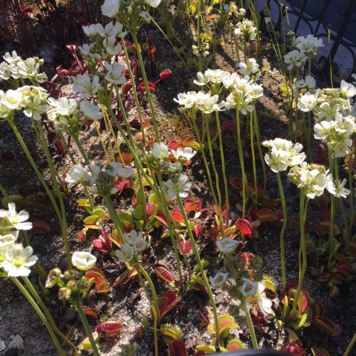 Our mass planting of Venus flytraps is flowering!