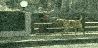 valentinasilva07:  tioodelfurgon:  XDDDDDDDDDDDDDDDDD  jajajajajajj este puto gif