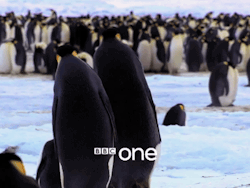 rainbowfacekat:  thatothernguyen:  are penguins