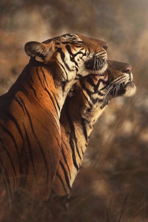 maureen2musings:Kismet, the resident tigress, and her sonshaazjung
