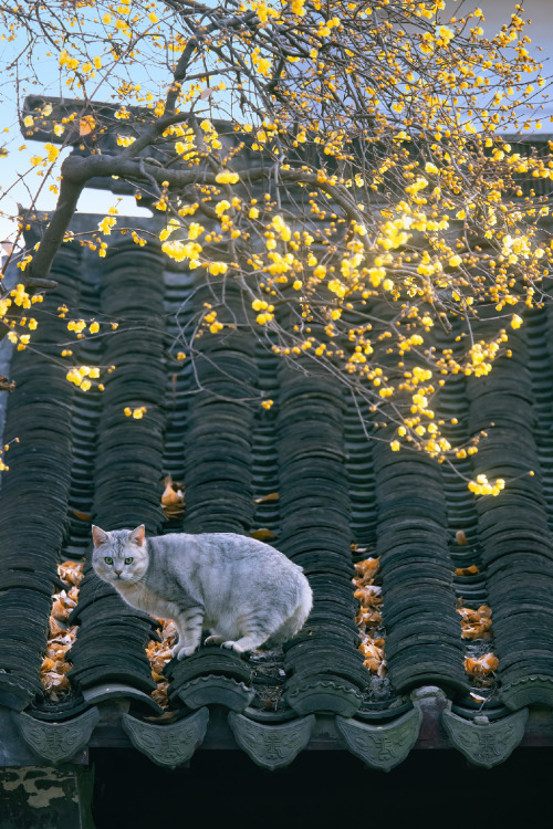 fuckyeahchinesegarden:wintersweets and cat porn pictures