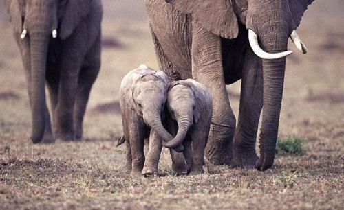 the-personal-quotes:  feeling sad? look at this baby animal blog!
