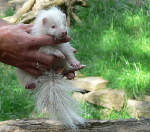 There&rsquo;s Something Very Unique About This Skunk Kit!The union of two young Skunks last November