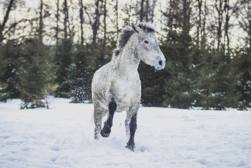 russianhorses: Transbaikal Curly Horse mare Myshka (”Mouse”)