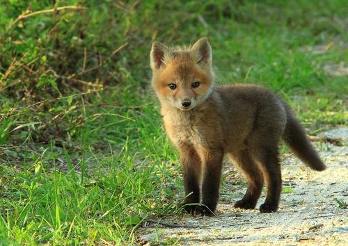 these-times-shall-pass:  feeling sad? look at this baby animal blog!