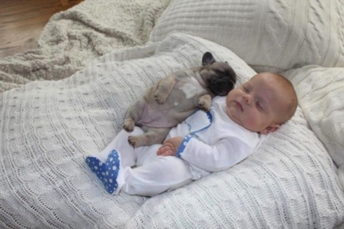 Porn bnenetwork:  Babies and bulldogs. That’s photos