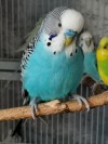 cherrybudgie:Milo listened to you carefully and nodded. He agreed with you. More millet was needed as soon as possible. 