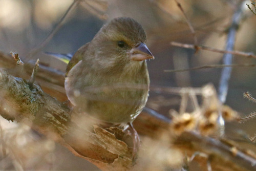 Greenfinch/grönfink.