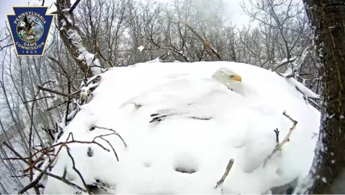 Eagle sittingLast week, Pennsylvania followed a day full of cold rain with a day of snow that stuck 