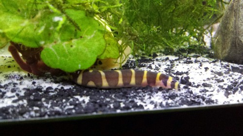 dinopuncher: Loaches are hard to get in focus