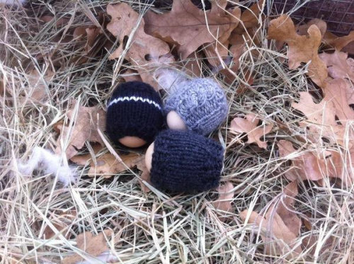 hqcreations: keeperofthehens: duckindolans: chimsartlife: crownofbirds:  knit chicken fashions by Br