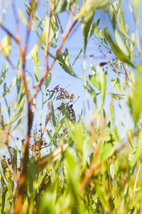 tundae:  butterflies in the garden in the morning - Los Angeles - 2018 | © Tundae Mena    Instagram 