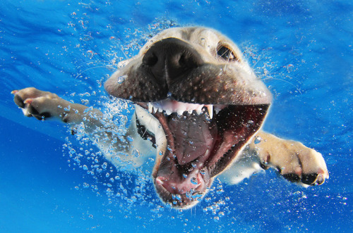 mymodernmet:  Seth Casteel, the photographer behind Underwater Dogs, is back with the adorable series Underwater Puppies (available at Barnes & Noble). Casteel, who taught over 1500 puppies how to swim, hopes to raise awareness of rescue and adoption