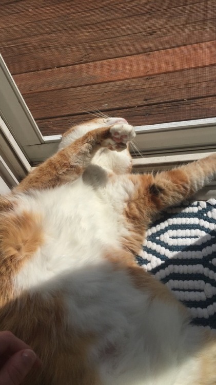 daisyygirl: This is Joe who has lots of extra toes and one black armpit because he is unique.