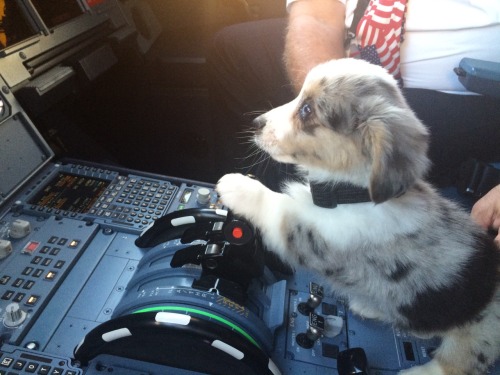 crimsonbehelit:  lynzeestaussofficial:  looks like we’re in for a *ruff* landing lmao   