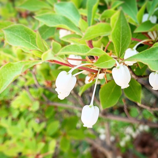 Enkianthus Perulatus Explore Tumblr Posts And Blogs Tumgir Enkianthus Perulatus Explore Tumblr Posts And Blogs Tumgir