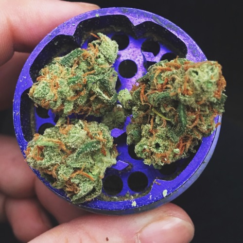 andthesorcerersstoned:Lemon Chunk smells like lemons 