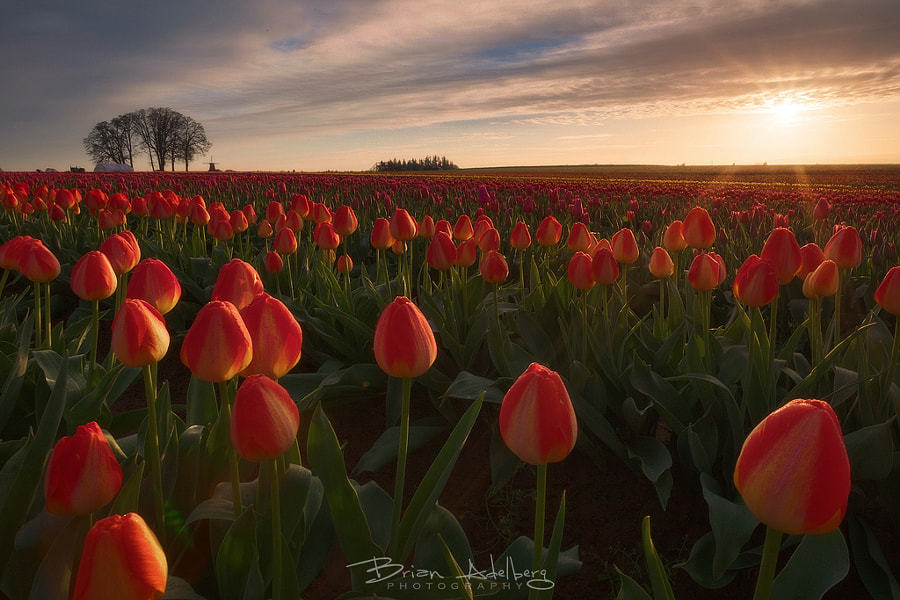 te5seract:  Red Dawn. &amp; Tulips for Daisies. by  Brian Adelberg  