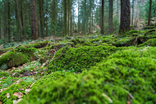 green january forest by Jan Becker