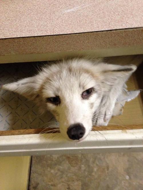 Ghostie, such a silly little fox! 