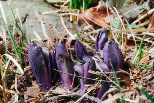 The spectacularly colored young sprouts of the Mertensia virginica (Virginia Bluebells).