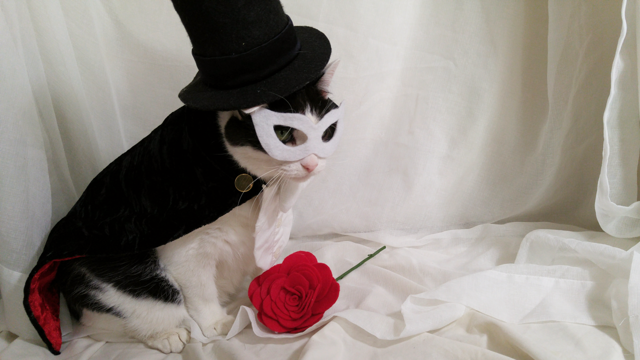 timeywimeyjedi:  I finally finished Cosmo’s Tuxedo Mask costume! 💗🎩🐈🌹💗