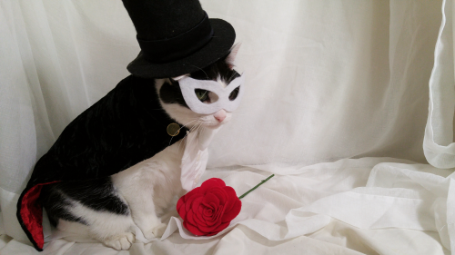 timeywimeyjedi:  I finally finished Cosmo’s Tuxedo Mask costume! 💗🎩🐈🌹💗 