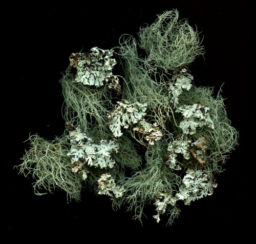 lawsoffate - Phaeophyscia, Usnea (lichen) (by horticultural art)